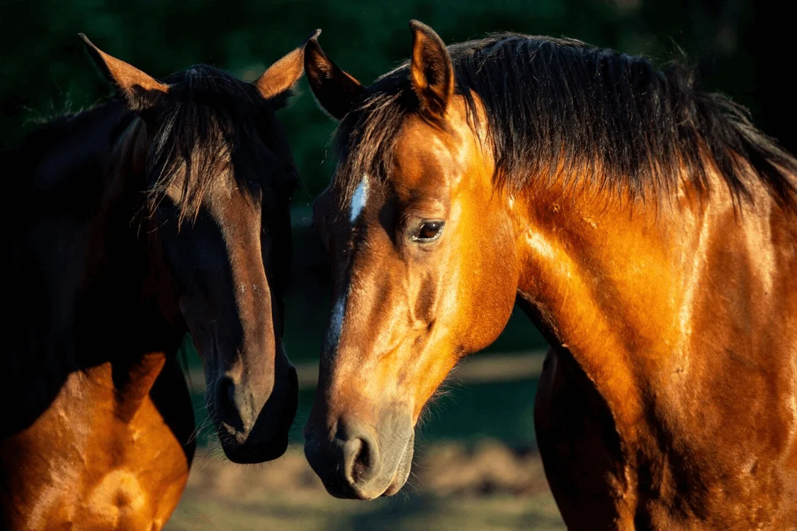 EQUINE THERAPY AS A TREATMENT FOR MENTAL HEALTH DISORDERS
