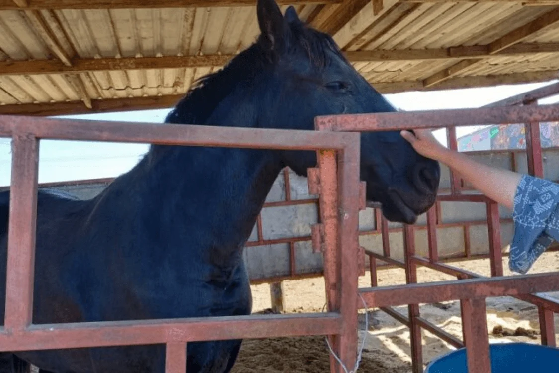 Equine Therapy for Substance Abuse
