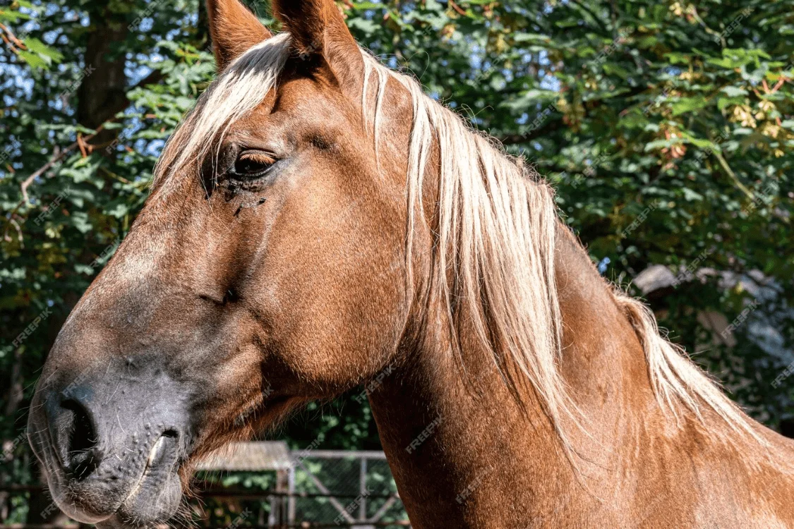 How Our Equine Therapy Works