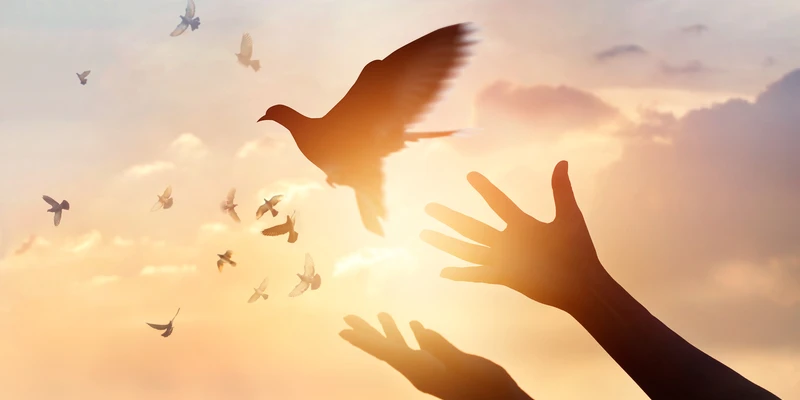 twilight environment person hands reaching bird enviroment